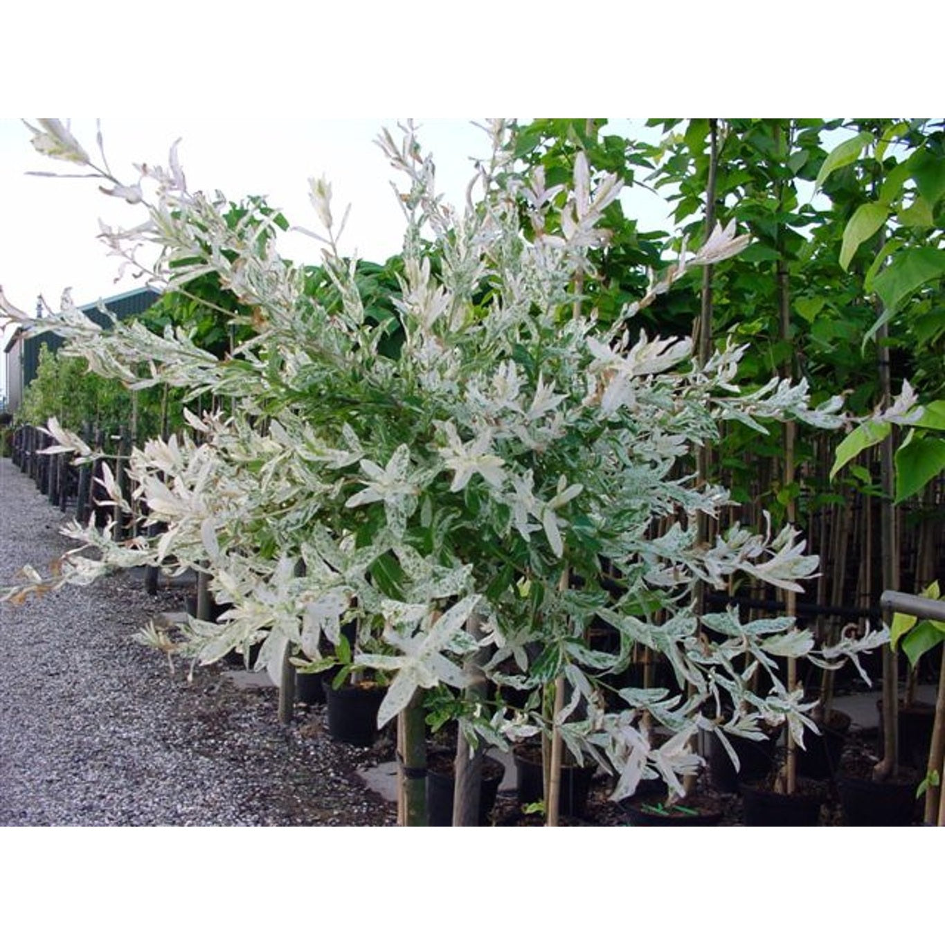 Japansk vide – Salix integra 'Hakuro-nishiki' - 120 CM Stem C10